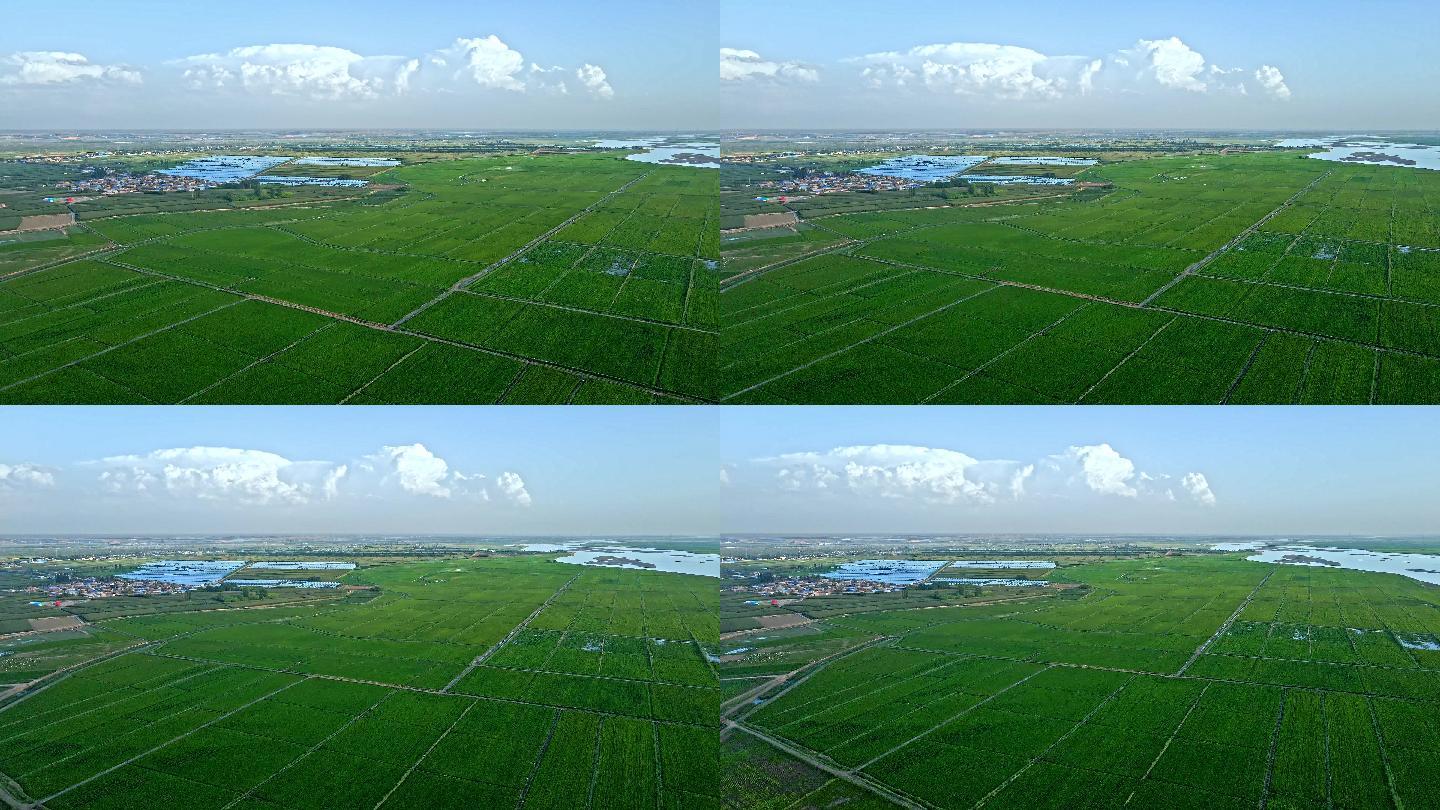 黄河河套平原生态农业