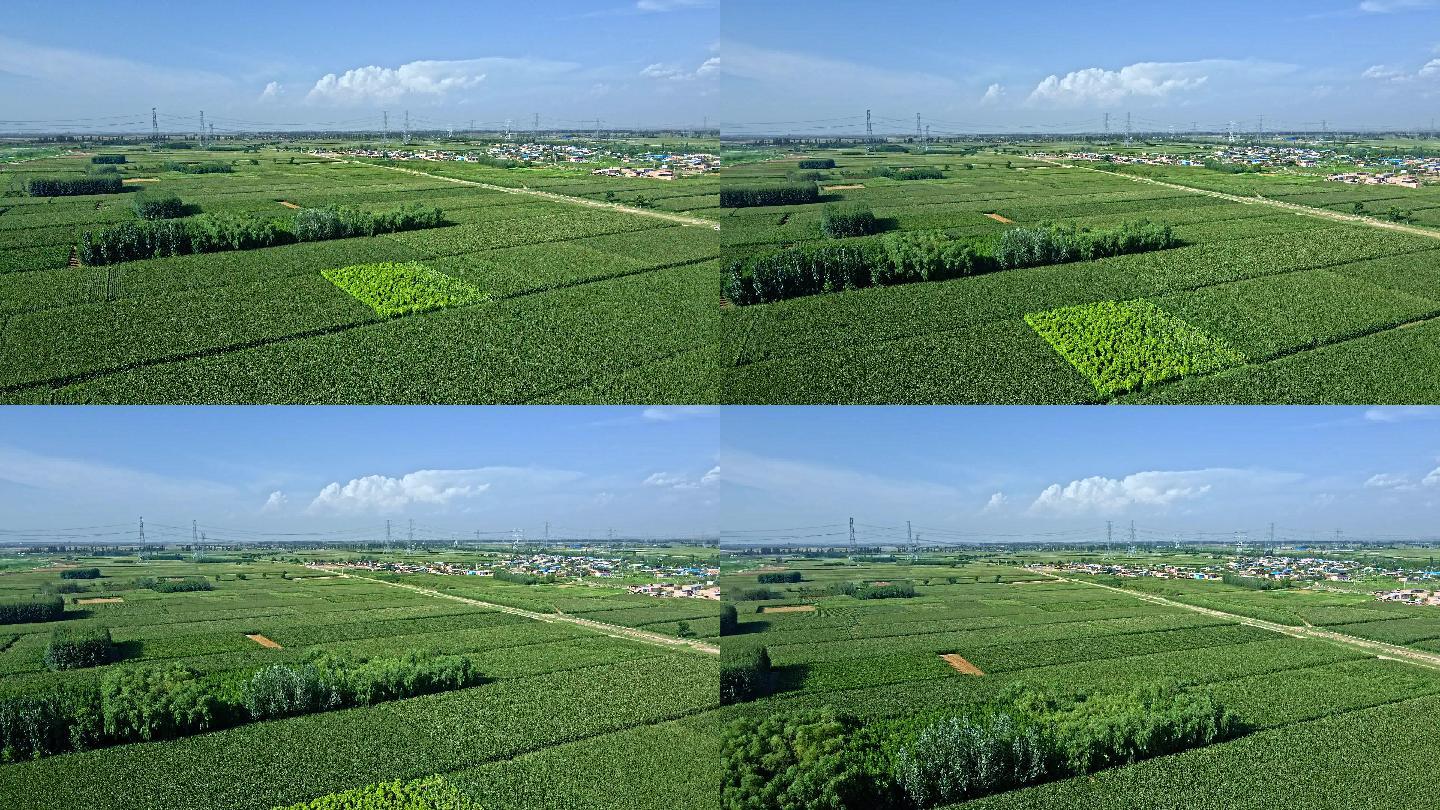 黄河平原-杂粮食农业产区3