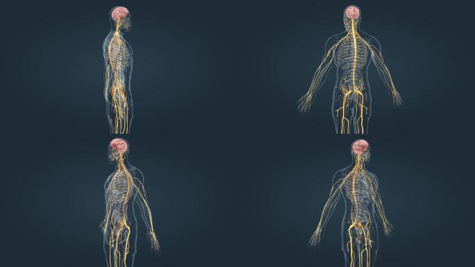 医学人体神经系统