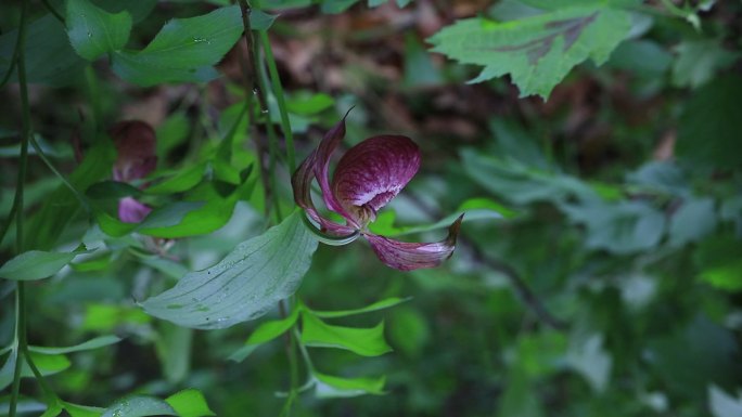 国家一级濒危保护植物杓兰