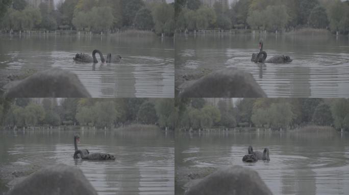 两只黑天鹅在公园水塘里嬉戏玩耍