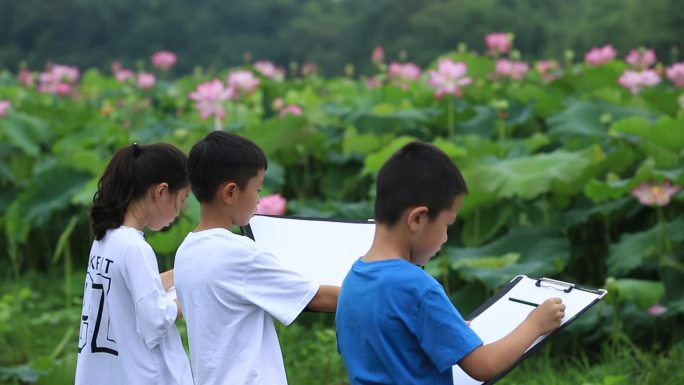 江南浙江杭州西湖荷花孩子画画画荷荷叶荷塘