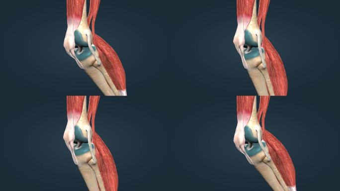 人体运动骨骼骨架膝关节髌骨膝关节屈曲后伸