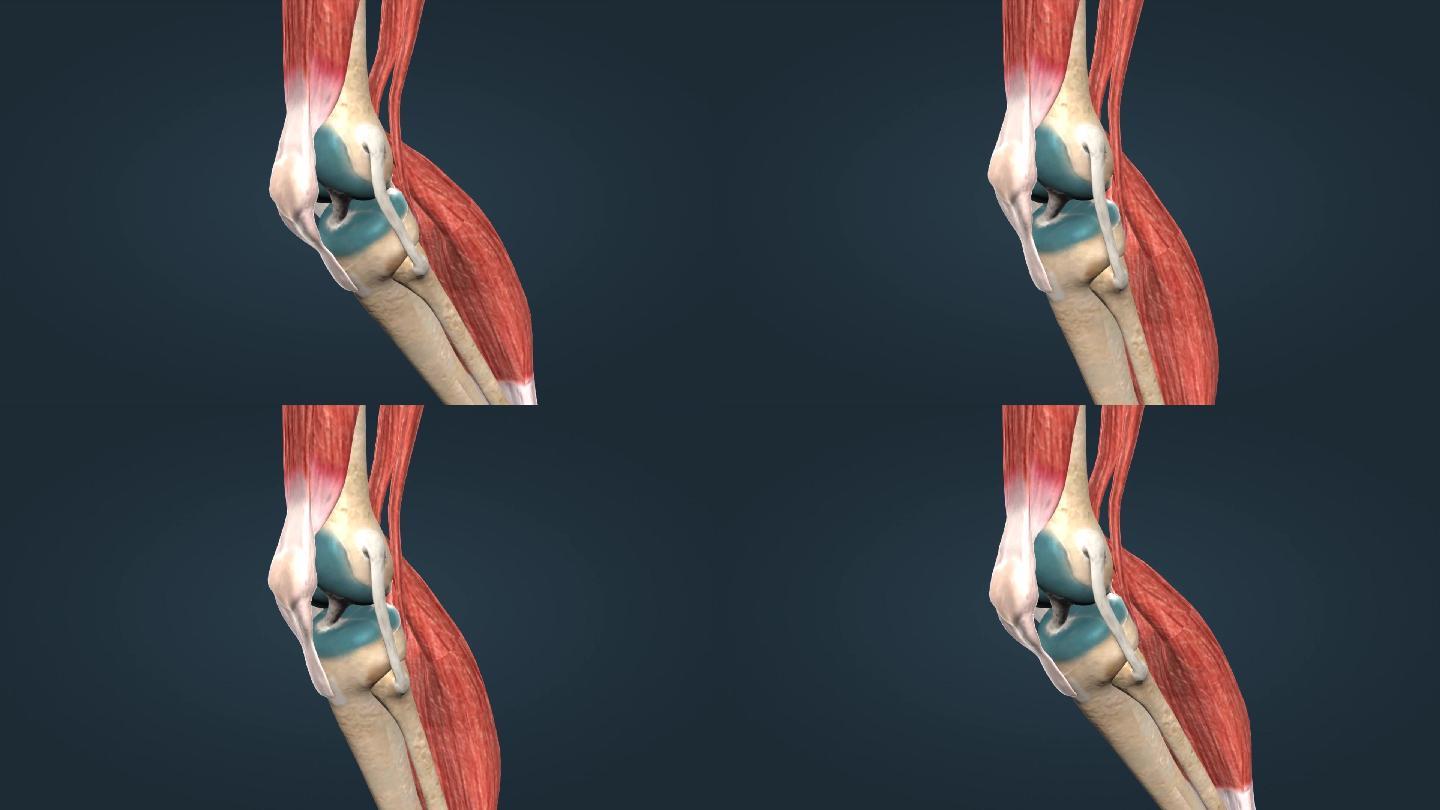 人体运动骨骼骨架膝关节髌骨膝关节屈曲后伸