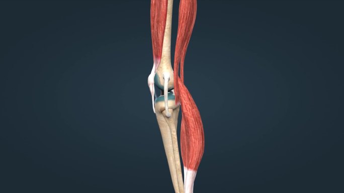 人体骨骼膝关节髌骨关节囊膝关节屈后伸动画