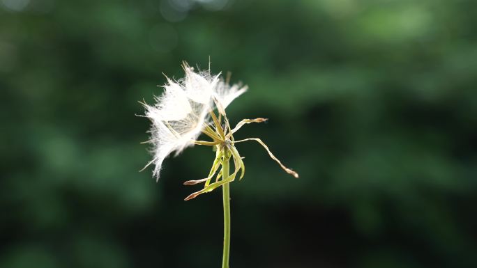 夏日蒲公英飞舞