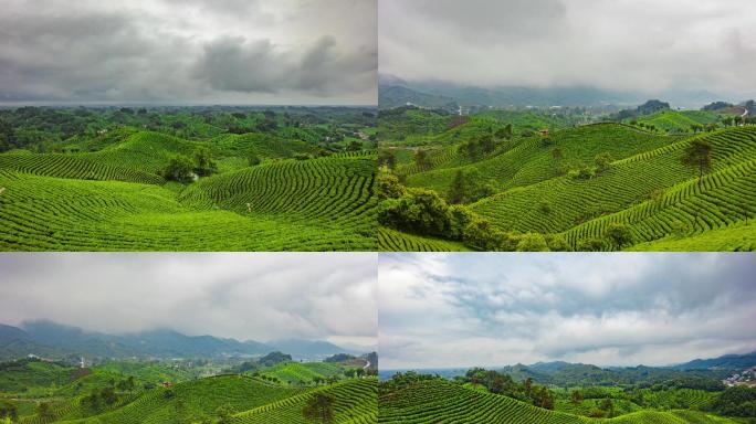 灵山金鼎信阳毛尖茶山延时文新茶村延时