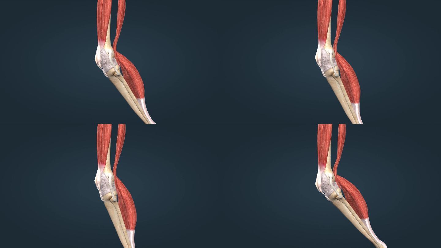 3D人体膝关节膝盖骨关节囊