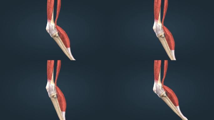 3D人体膝关节膝盖骨关节囊