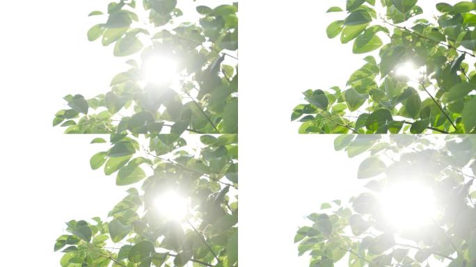 阳光下的树叶飘荡-逆光4
