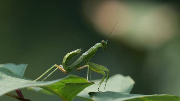 夏日螳螂