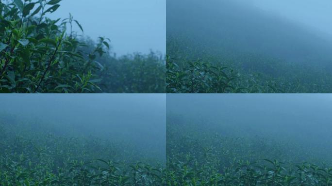 江南浙江春天春雨茶山茶园茶场雨天雨雾云雾