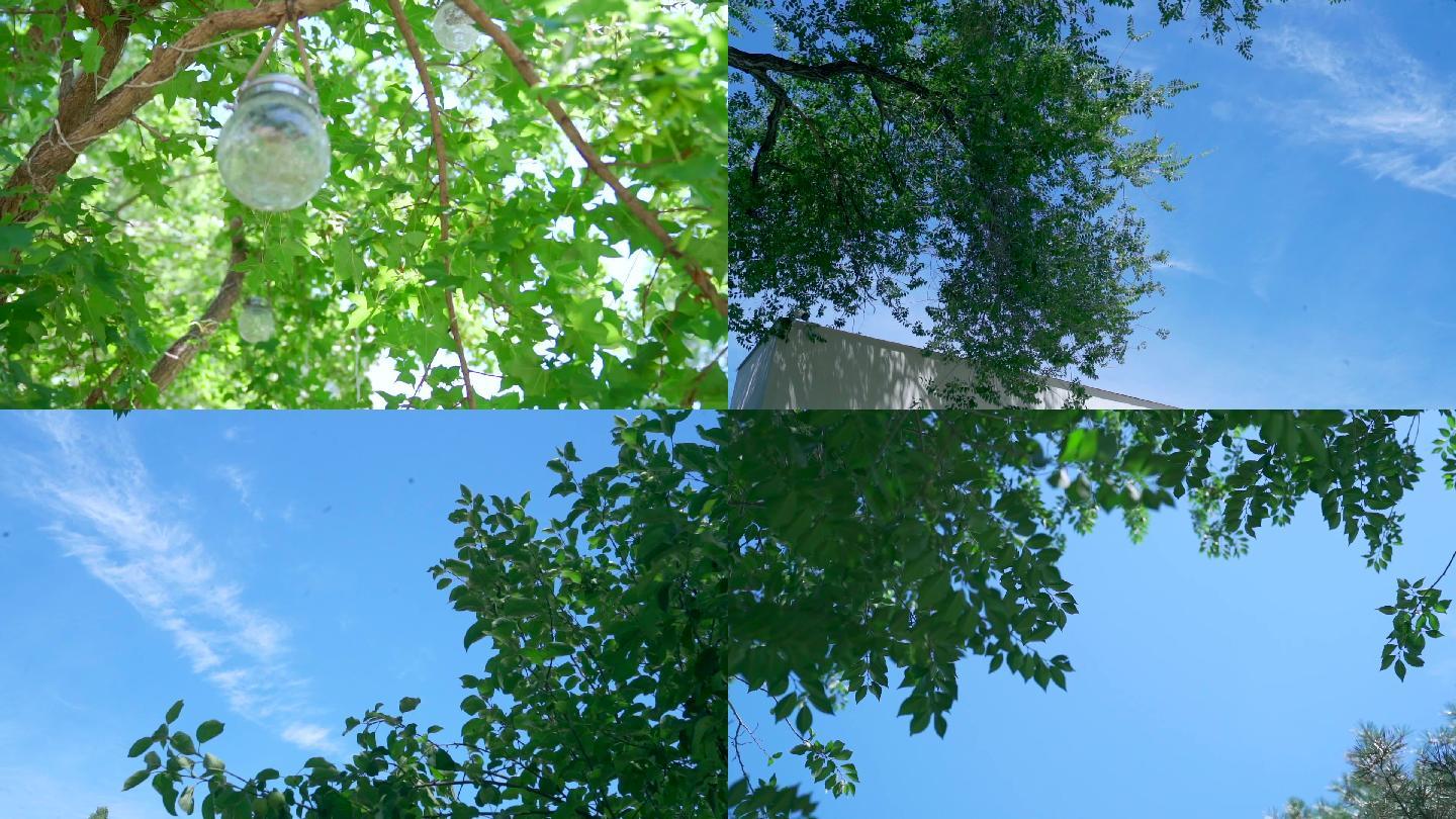 一组夏日蓝天绿树生机的镜头
