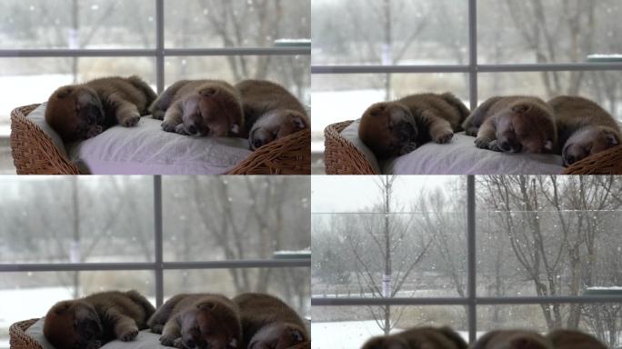 下雪天屋内可爱慵懒的狗崽