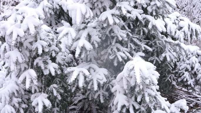 江南浙江绍兴诸暨嵊州香榧树冬天下雪积雪