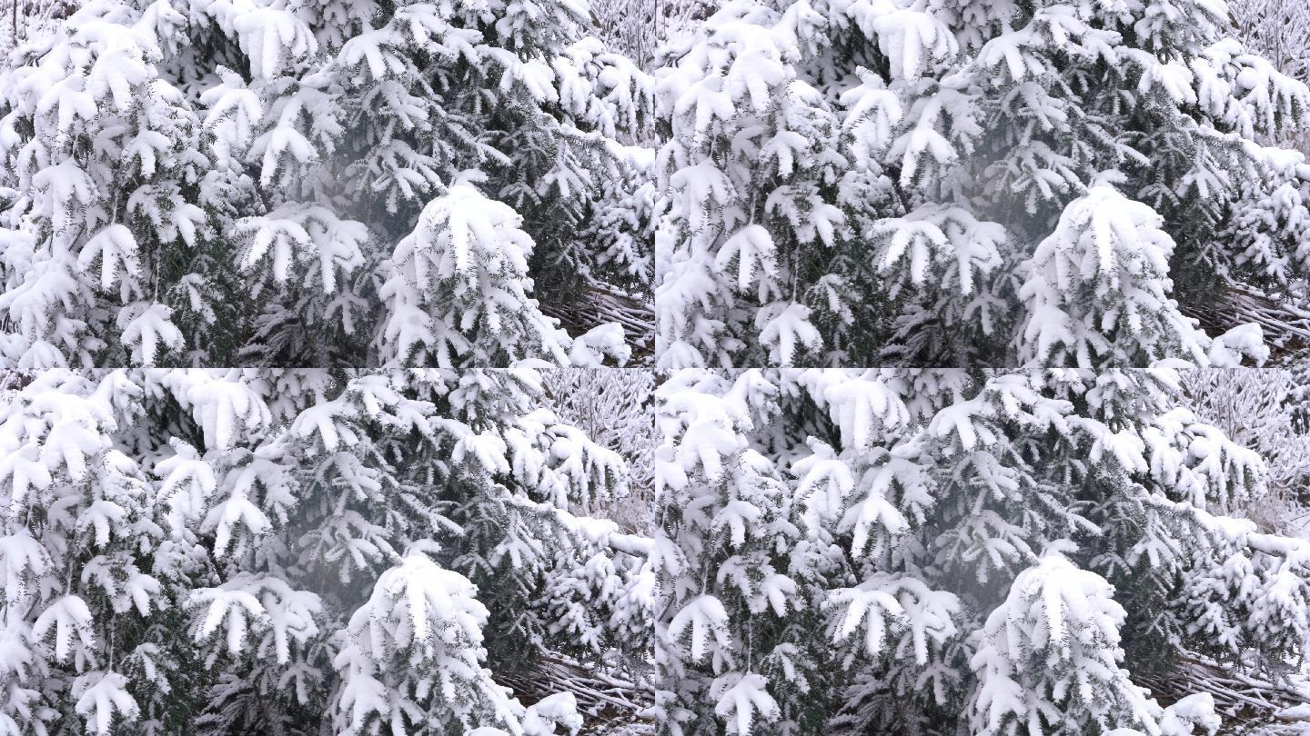 江南浙江绍兴诸暨嵊州香榧树冬天下雪积雪