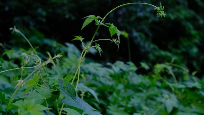 山间野草，中药材，适合宣传片\专题片