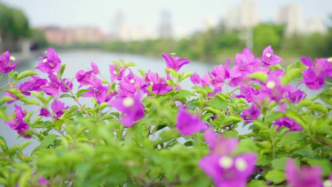 唯美的厦门城市花园镜头-鲜花三角梅