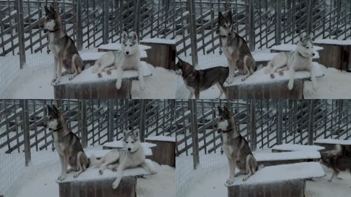 冬季拍摄的两只哈士奇在露天笼子里的狗窝里。一只狗躺着，另一只在看守