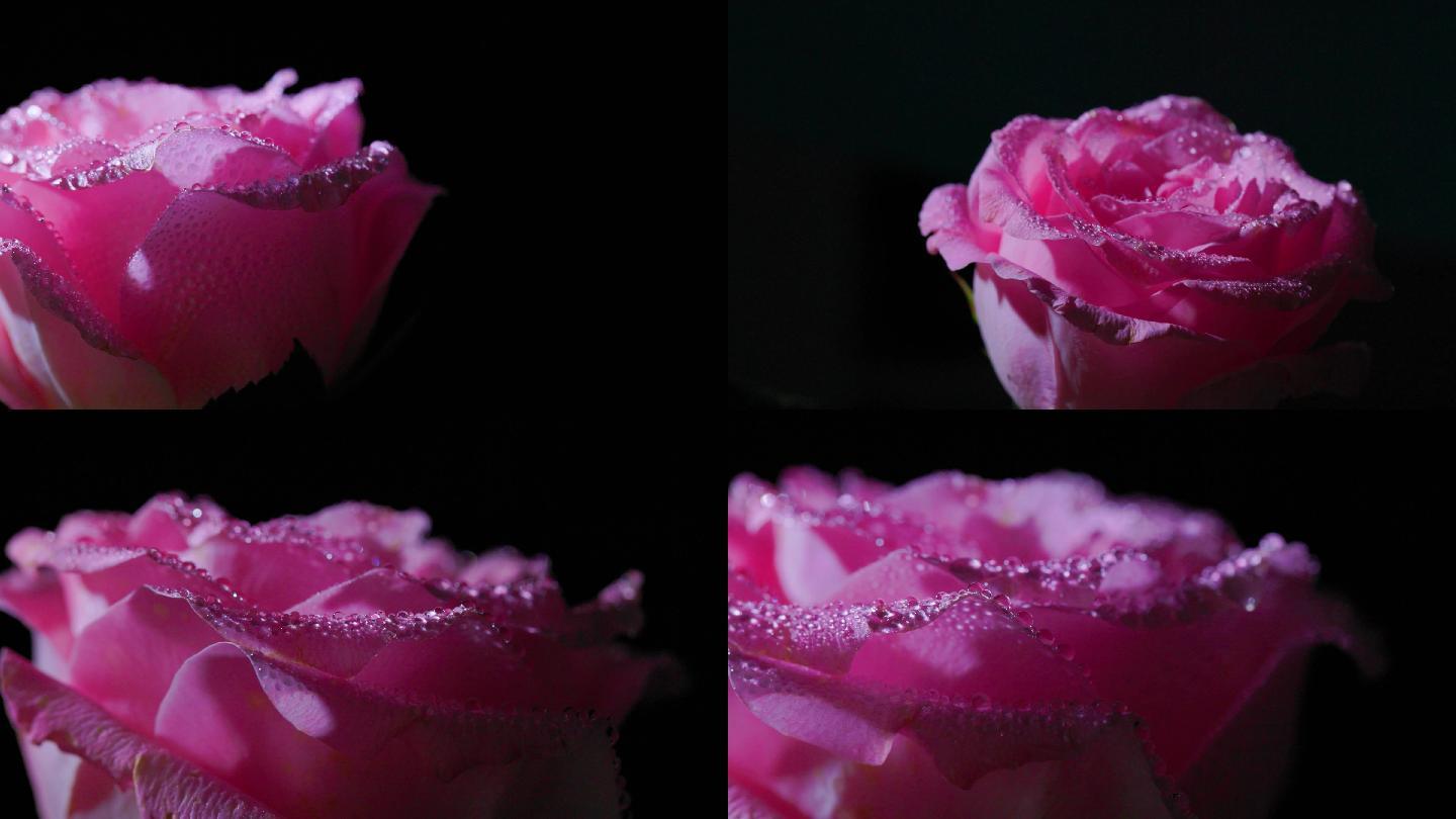 情人节黑色背景下的粉玫瑰升格视频