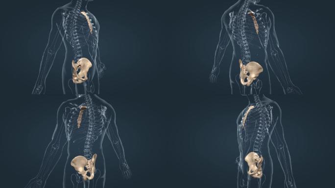 骨骼人体骨架盆骨髋关节胸骨柄骨连接