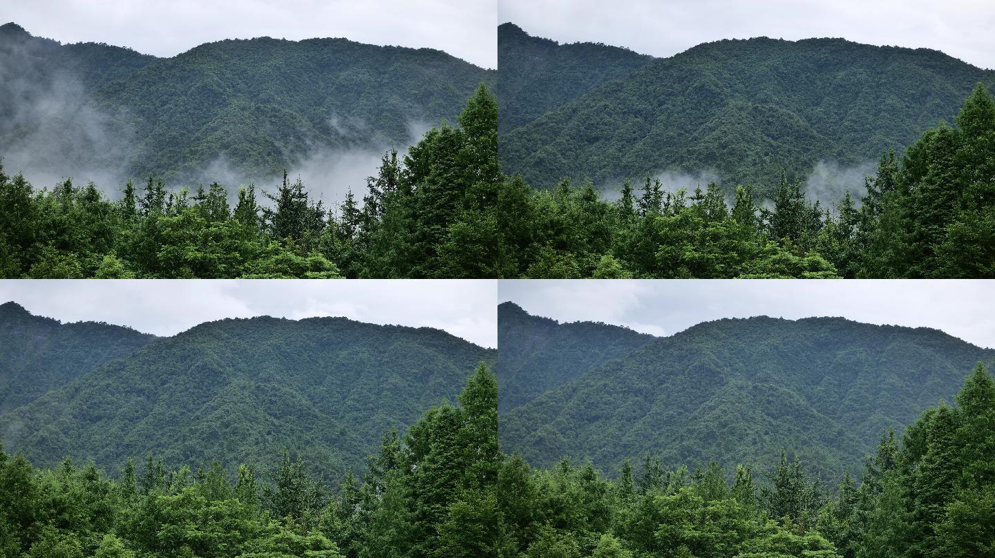 6K森林云雾环绕-延时摄影2