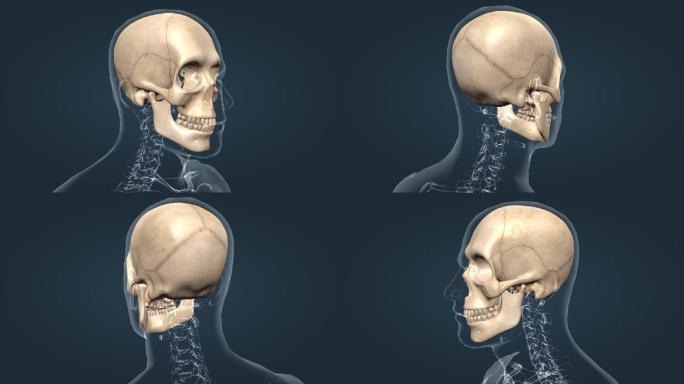 头骨颅骨骨缝下颌骨上颌医学骨三维动画