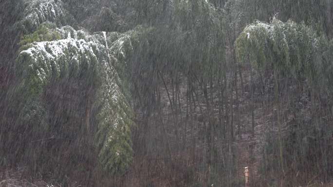 江南浙江山区冬天竹林竹子竹山毛竹下雪雪花