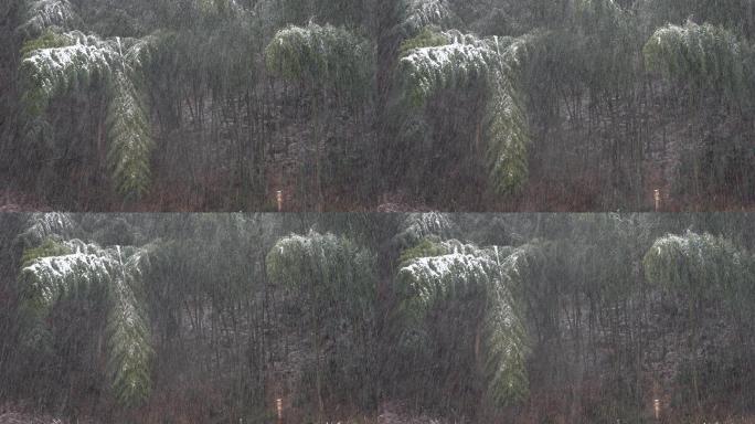 江南浙江山区冬天竹林竹子竹山毛竹下雪雪花