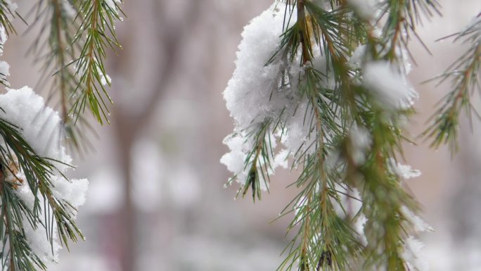 肃杀苍凉的雪景