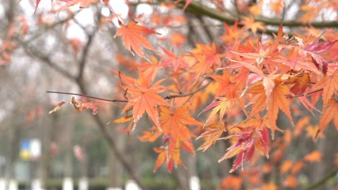 秋天公园里的红枫叶特写