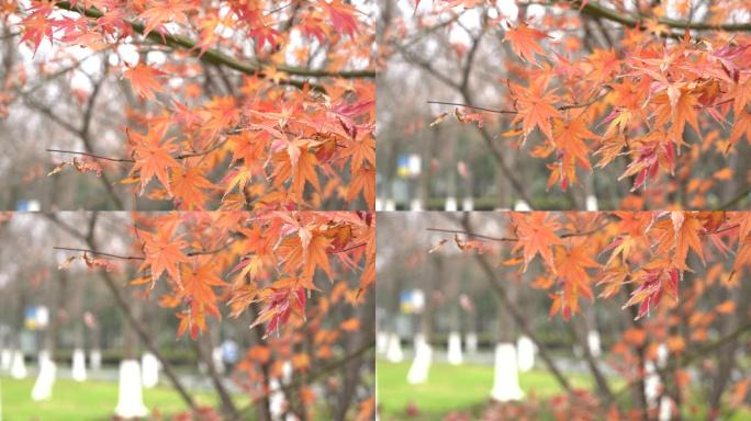 秋天公园里的红枫叶特写