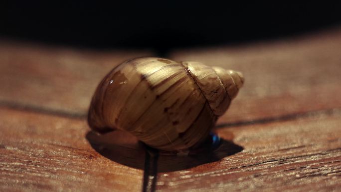 蜗牛残骸 脱落的蜗牛壳