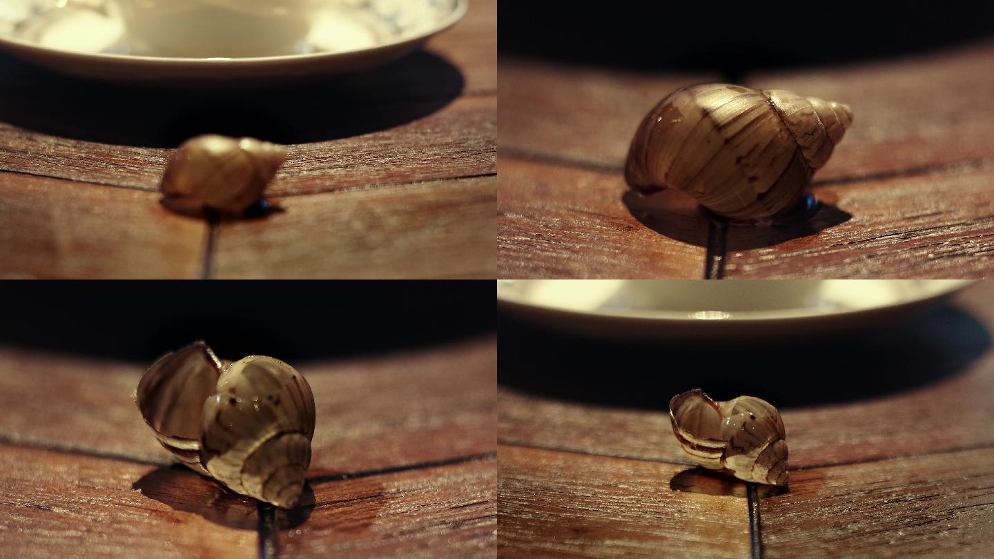 蜗牛残骸 脱落的蜗牛壳