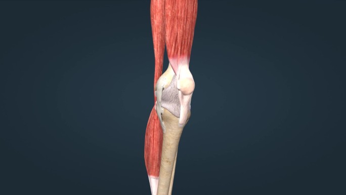 膝关节关节囊韧带骨连接关节炎膝关节疼痛
