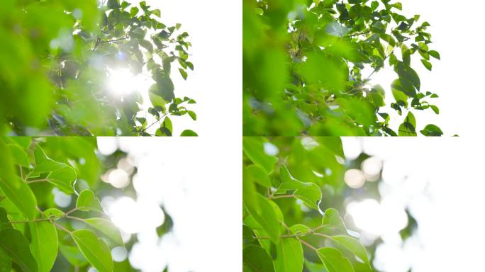 阳光下的树叶飘荡-逆光2