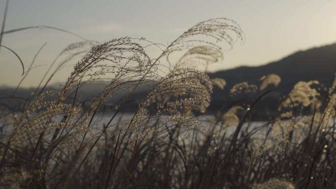 夕阳映衬下逆光飘动的芦苇荡