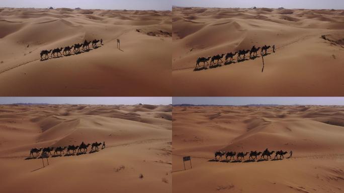宁夏中卫腾格里沙漠 骆驼航拍4K