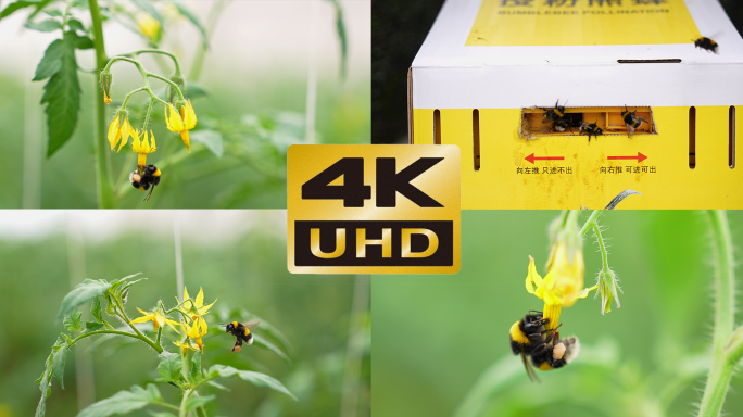 【4K/60帧】温室蜜蜂授粉