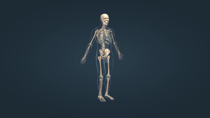 人体骨架骨骼运动系统骨连接骨骼组成动画