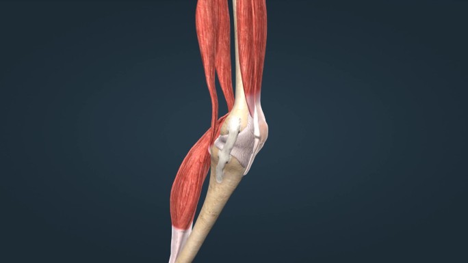骨骼膝关节股骨胫腓骨韧带软骨膝盖骨关节囊