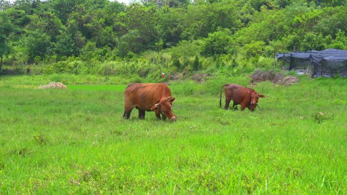 农村郊区的田地里两只水牛在悠闲地吃草