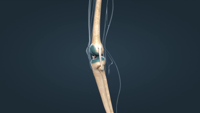 运动系统膝关节骨骼韧带膝盖膝盖骨