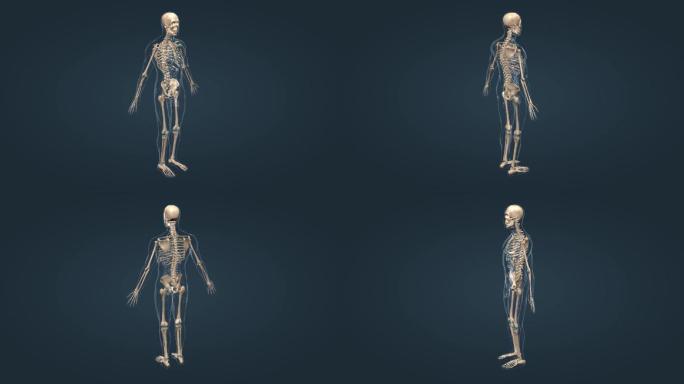 3D人体骨骼系统三维动画