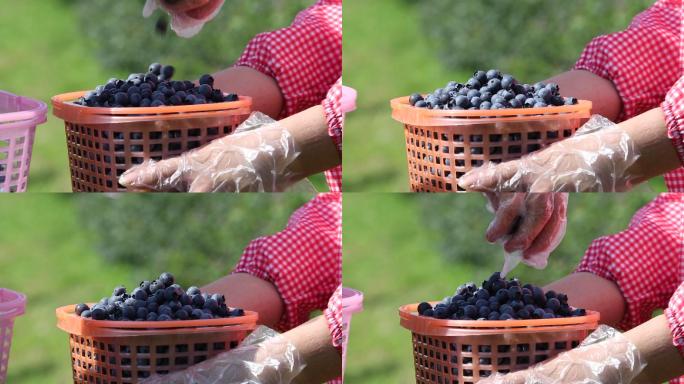 蓝莓基地蓝莓采摘丰收一篮蓝莓特写