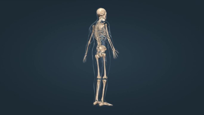 医学人体骨架骨骼骨连接