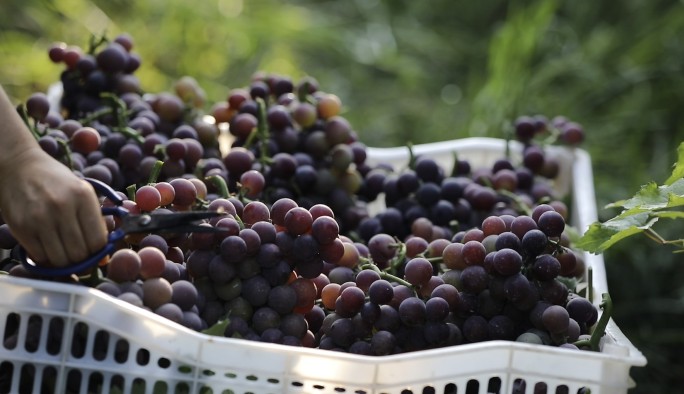 生态农业大棚葡萄产业振兴