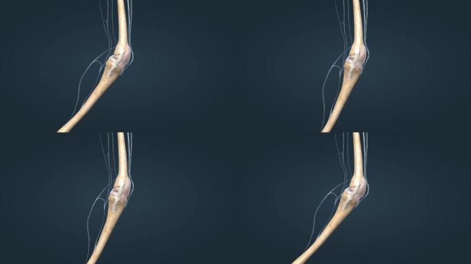医学人体骨骼系统膝关节囊韧带三维动画