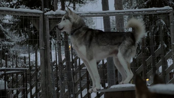 惊恐的哈士奇犬站在露天笼子的狗窝上。