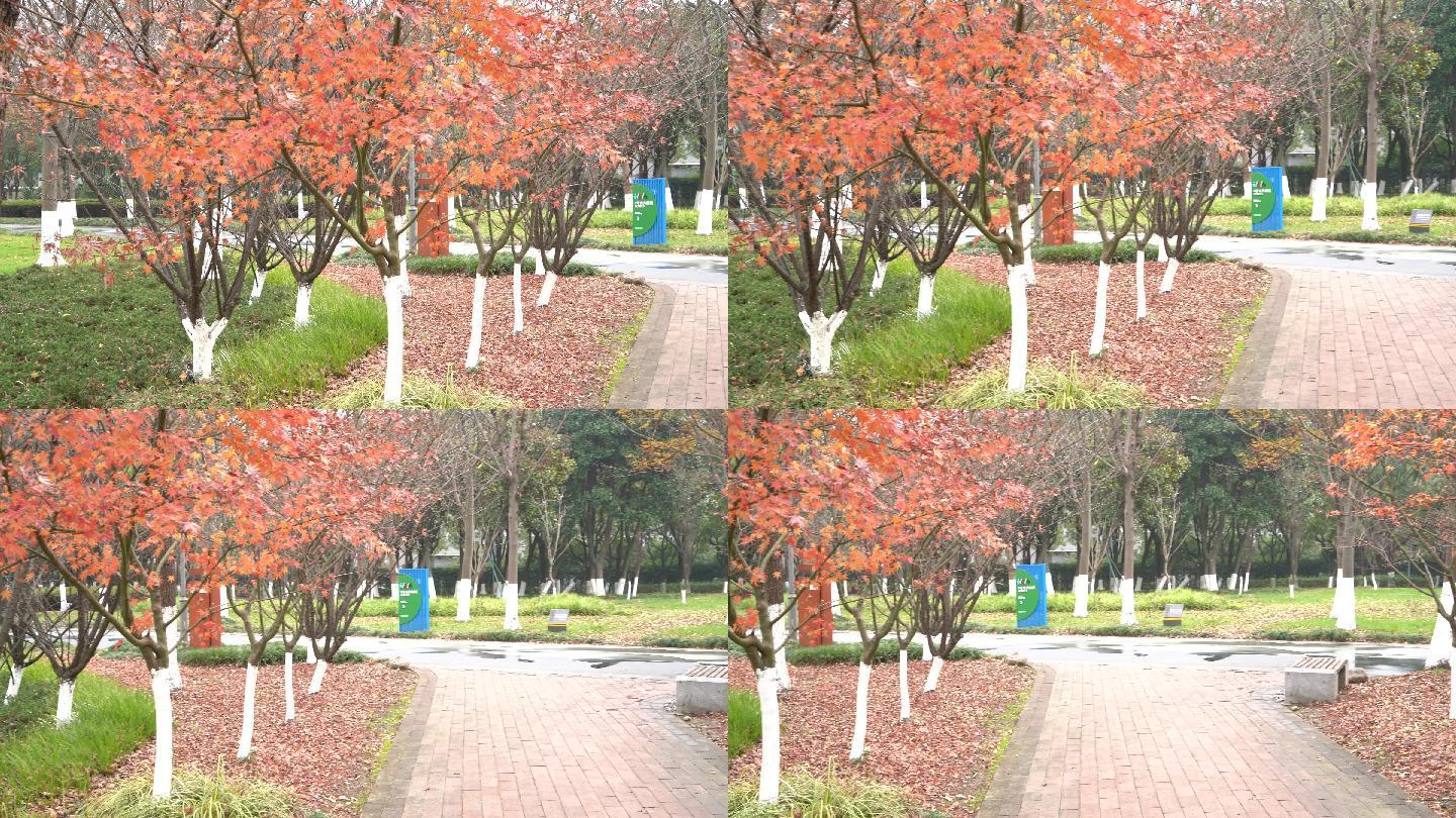 秋天公园里的红枫叶
